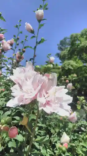 真正極楽寺（真如堂）の庭園