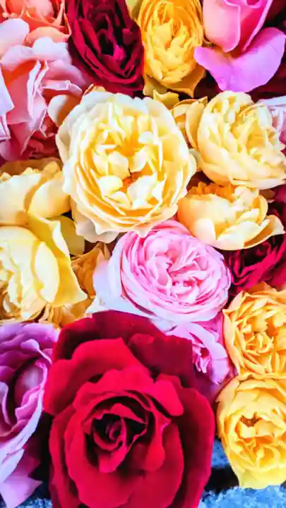 鳩ヶ谷氷川神社(埼玉県)