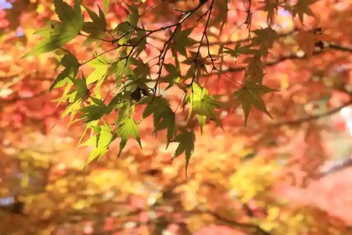 高尾山薬王院(東京都)