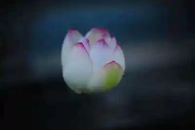 浄土寺(兵庫県)