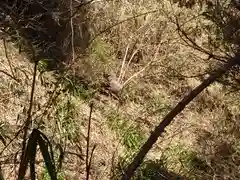 事任八幡宮の動物