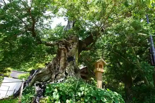 神魂伊能知奴志神社の自然