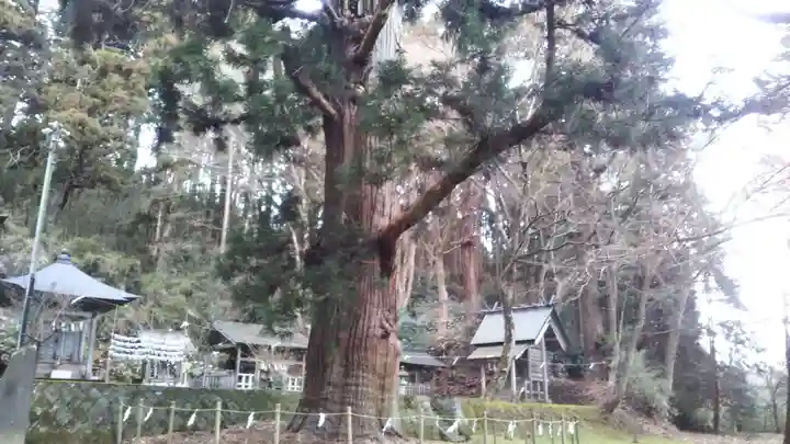 配志和神社の自然
