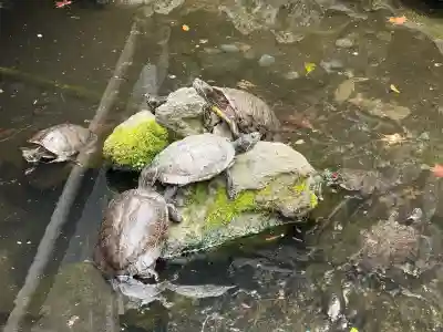 成田山川越別院の{uncategorized: "未分類", other: "その他", undefined: "問題あり", building: "その他建物", grave: "お墓", sacred_gate: "鳥居", guardian: "狛犬", statue: "像", buddha: "仏像", history: "歴史", nature: "自然", garden: "庭園", animal: "動物", pagoda: "塔", temizu: "手水舎", mountain_gate: "山門・神門", sanctuary: "本殿・本堂", subordinate: "末社・摂社", art: "芸術", scenery: "景色", jizo: "地蔵", ema: "絵馬", goshuin: "御朱印", omikuji: "おみくじ", items: "授与品その他", amulet: "お守り", goshuincho: "御朱印帳", eats: "食事", festival: "お祭り", votive_dance: "神楽", shichigosan: "七五三参", wedding: "結婚式", experience: "体験その他", initially: "初詣", around: "周辺", anti_infection: "感染症対策"}