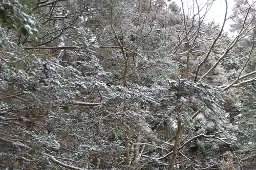 高野山金剛峯寺奥の院の自然
