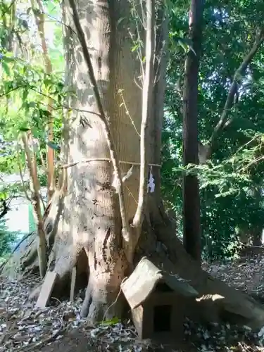 春日神社の自然