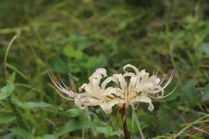 国宝 大法寺(長野県)