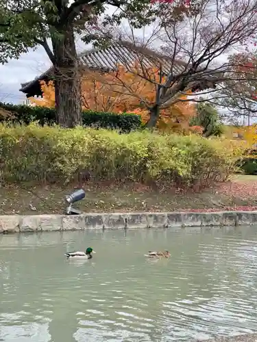 東寺（教王護国寺）(京都府)