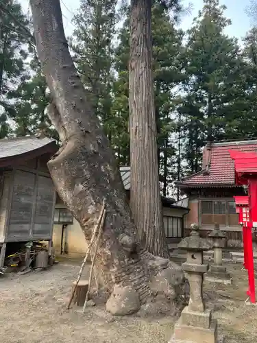 熊野神社の自然