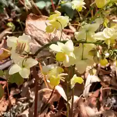 豊景神社の自然