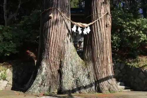 菅布禰神社の自然