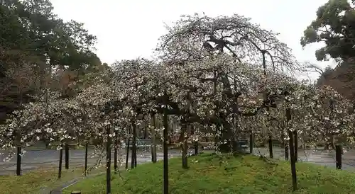 大原野神社(京都府)