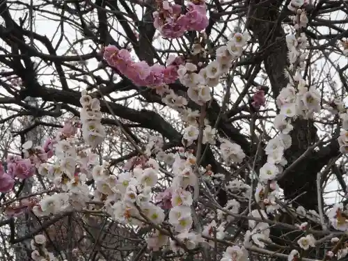 小村井 香取神社の自然
