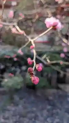 泥江縣神社(愛知県)