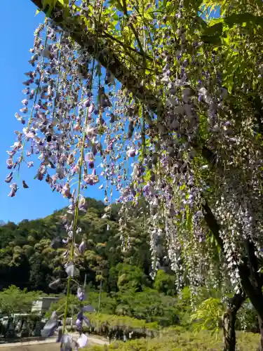 天台宗 五大山 白毫寺の{uncategorized: "未分類", other: "その他", undefined: "問題あり", building: "その他建物", grave: "お墓", sacred_gate: "鳥居", guardian: "狛犬", statue: "像", buddha: "仏像", history: "歴史", nature: "自然", garden: "庭園", animal: "動物", pagoda: "塔", temizu: "手水舎", mountain_gate: "山門・神門", sanctuary: "本殿・本堂", subordinate: "末社・摂社", art: "芸術", scenery: "景色", jizo: "地蔵", ema: "絵馬", goshuin: "御朱印", omikuji: "おみくじ", items: "授与品その他", amulet: "お守り", goshuincho: "御朱印帳", eats: "食事", festival: "お祭り", votive_dance: "神楽", shichigosan: "七五三参", wedding: "結婚式", experience: "体験その他", initially: "初詣", around: "周辺", anti_infection: "感染症対策"}
