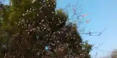 平野神社の御朱印