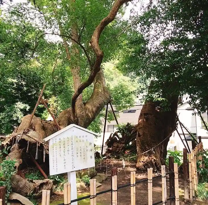 草薙神社の自然