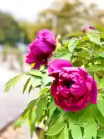 滋賀県護国神社の自然