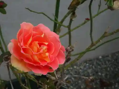 伊勢原 法泉寺のその他建物