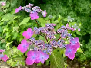 普門寺(切り絵御朱印発祥の寺)の自然(2021年05月22日(土) 08時44分02秒投稿)