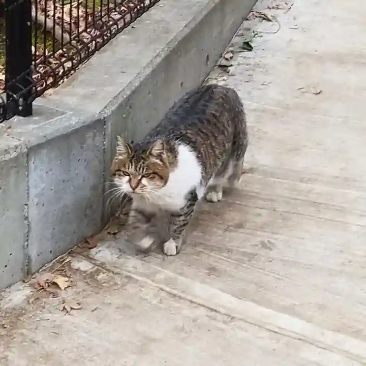 代々木八幡宮の動物