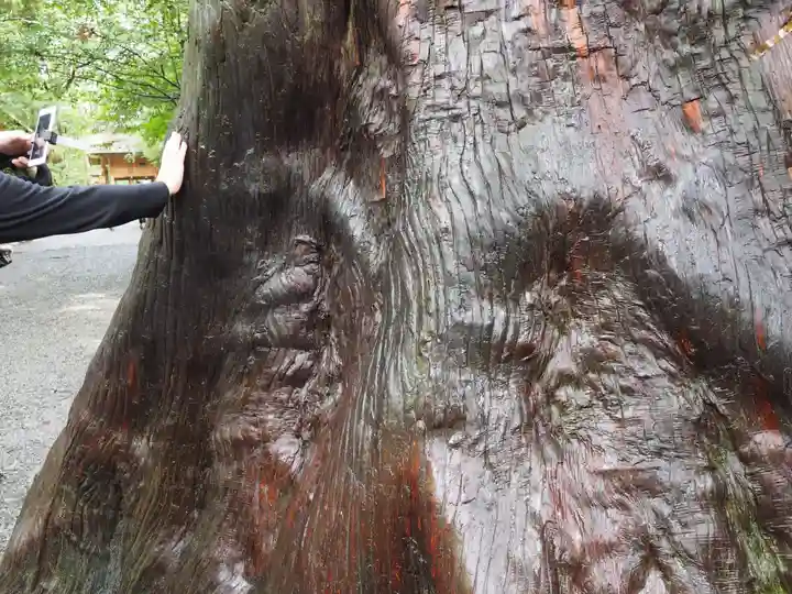 伊勢神宮内宮(皇大神宮)の自然