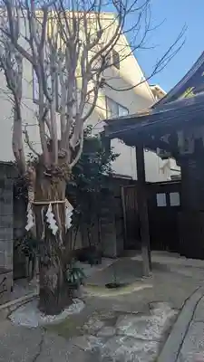 八坂神社御供社（又旅社）の自然