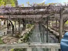 津島神社の自然