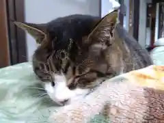 御誕生寺（猫寺）の動物