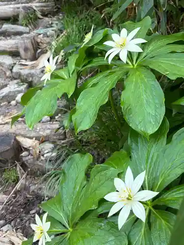 白山比咩神社　奥宮(石川県)