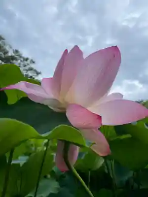 白山神社(新潟県)