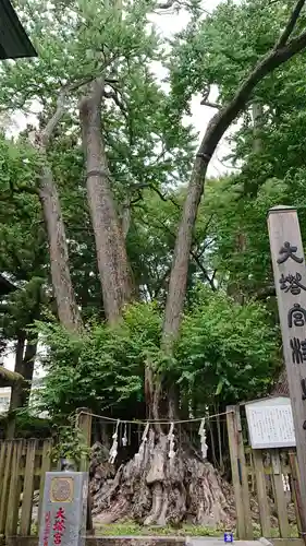 小室浅間神社の自然