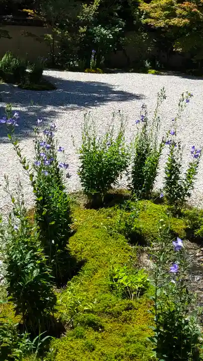 廬山寺(廬山天台講寺)(京都府)