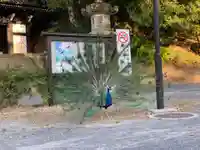 楽法寺(雨引観音)の動物