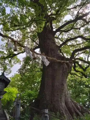 北岡神社の自然