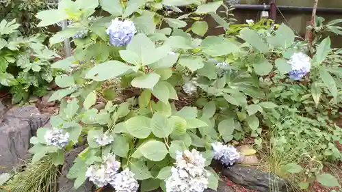 馬橋稲荷神社の自然
