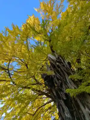 善福寺(東京都)
