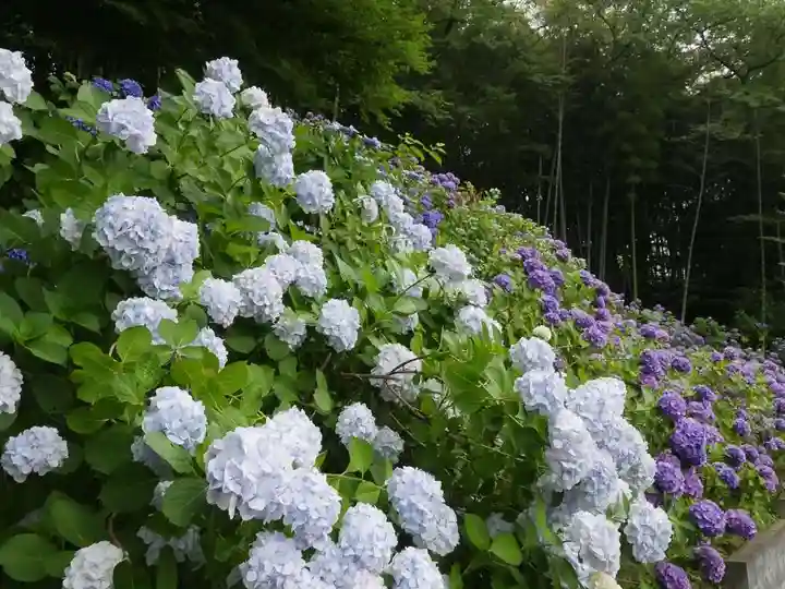 天台宗 長窪山 正覚寺の自然