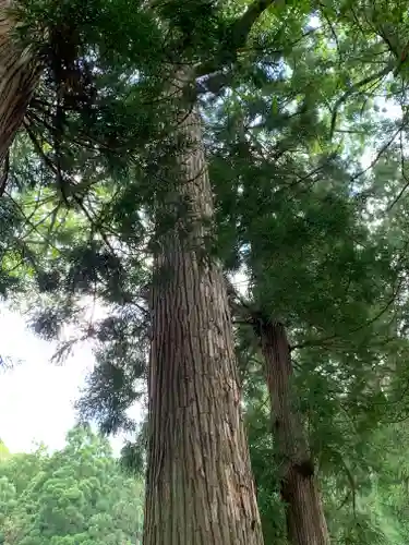 駒嶽神社の自然