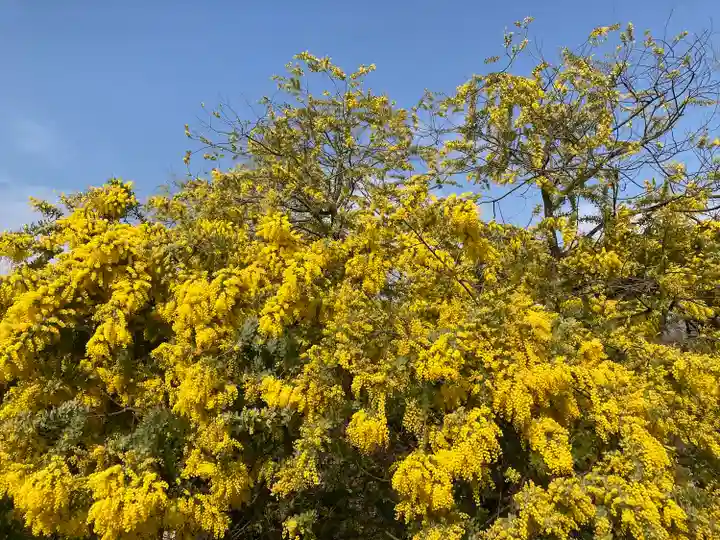 達磨寺(群馬県)