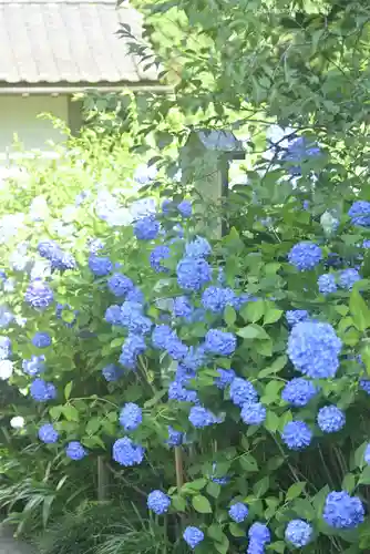 明月院(神奈川県)