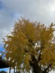 法話と天井絵の寺 観音寺の自然(2021年11月29日(月) 16時15分02秒投稿)