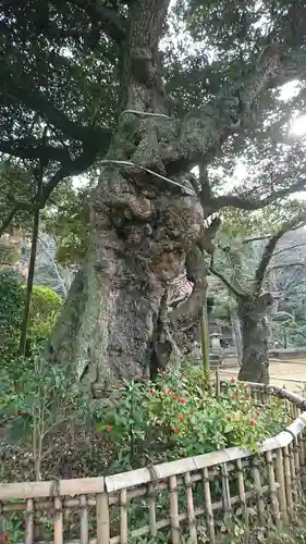 高根寺の自然