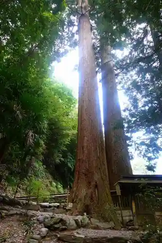 丹生川上神社（中社）の自然