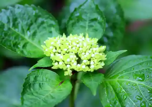 三津厳島神社の自然