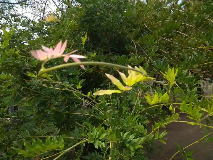 木華佐久耶比咩神社の自然