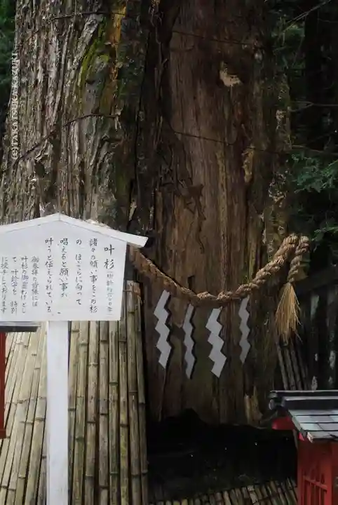 日光東照宮(栃木県)