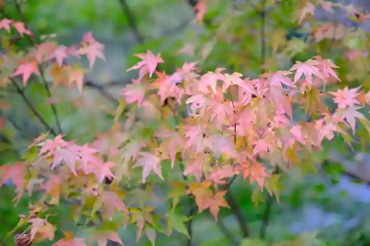 三千院門跡の自然