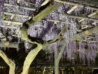 亀戸天神社(東京都)