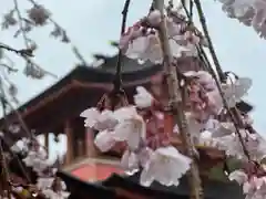 富士山本宮浅間大社(静岡県)